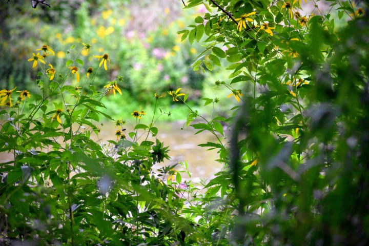 the riverbank in August