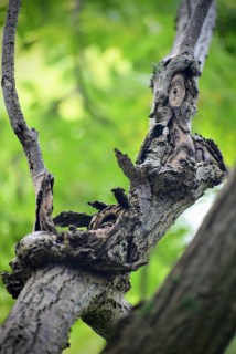 wooden-man-on-the-tree