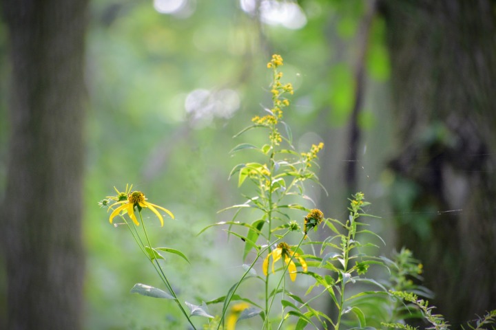 woodland wildflowers of august - thetemenosjournal.com