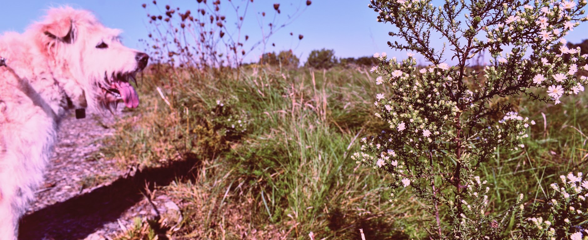 Irish At Euston Meadow - thetemenosjournal.com