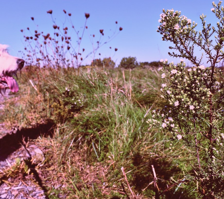 Irish At Euston Meadow - thetemenosjournal.com