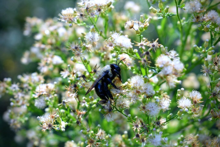 till the last drop - bumblebee - thetemenosjournal.com