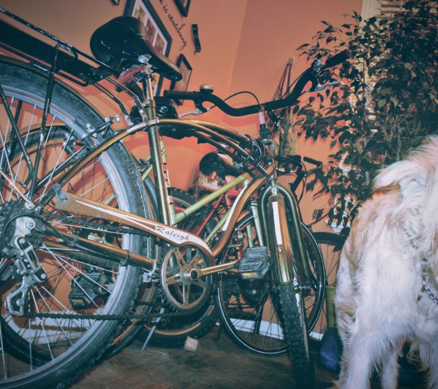 Dog With A Collection Of Bikes - thetemenosjournal.com