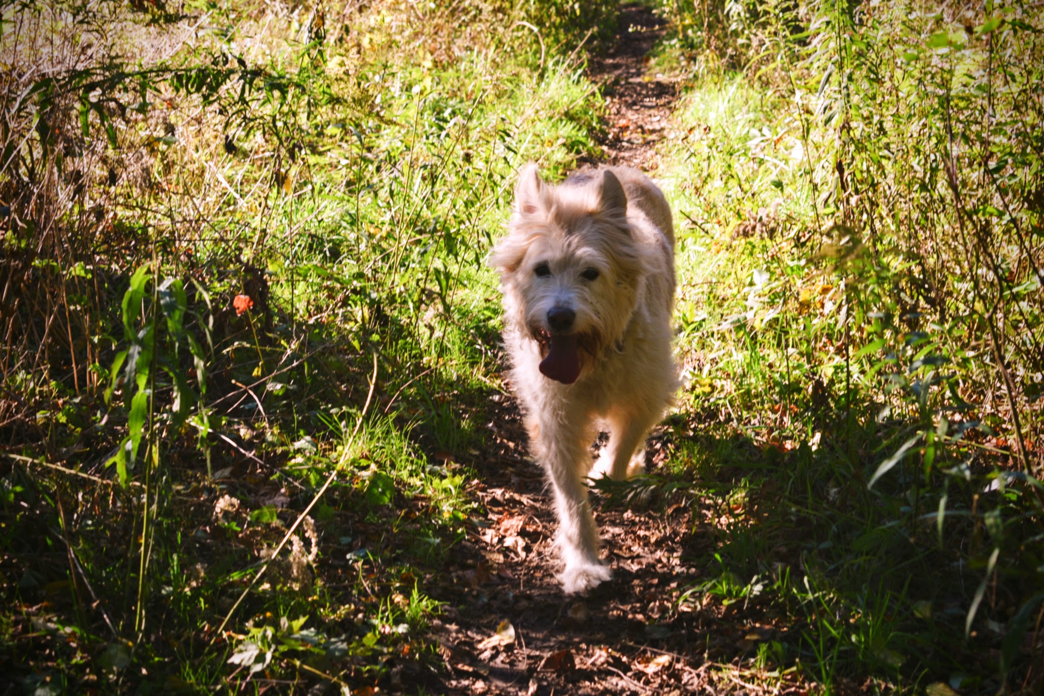 Doggy In The Orchard - thetemenosjournal.com