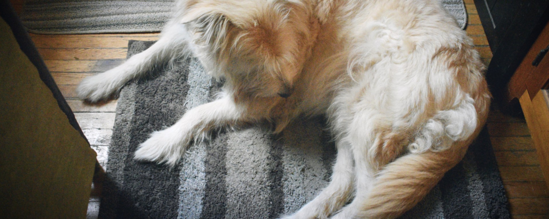 fluffly golden dog named Irish - thetemenosjournal.com