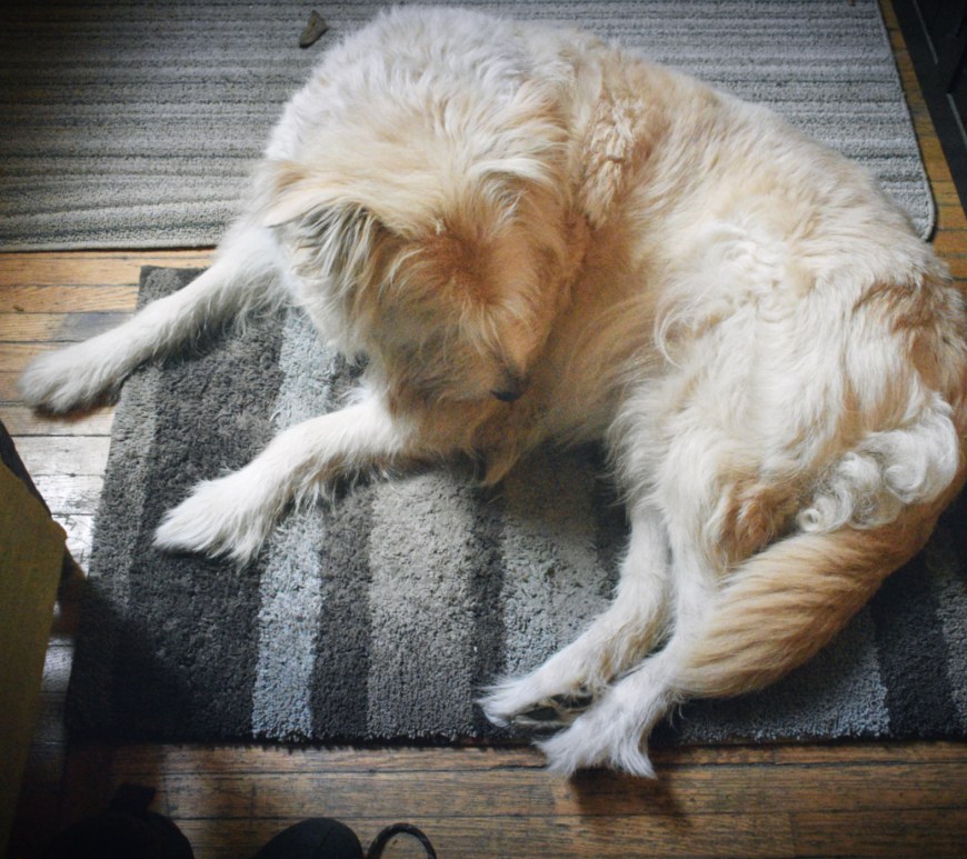 fluffly golden dog named Irish - thetemenosjournal.com