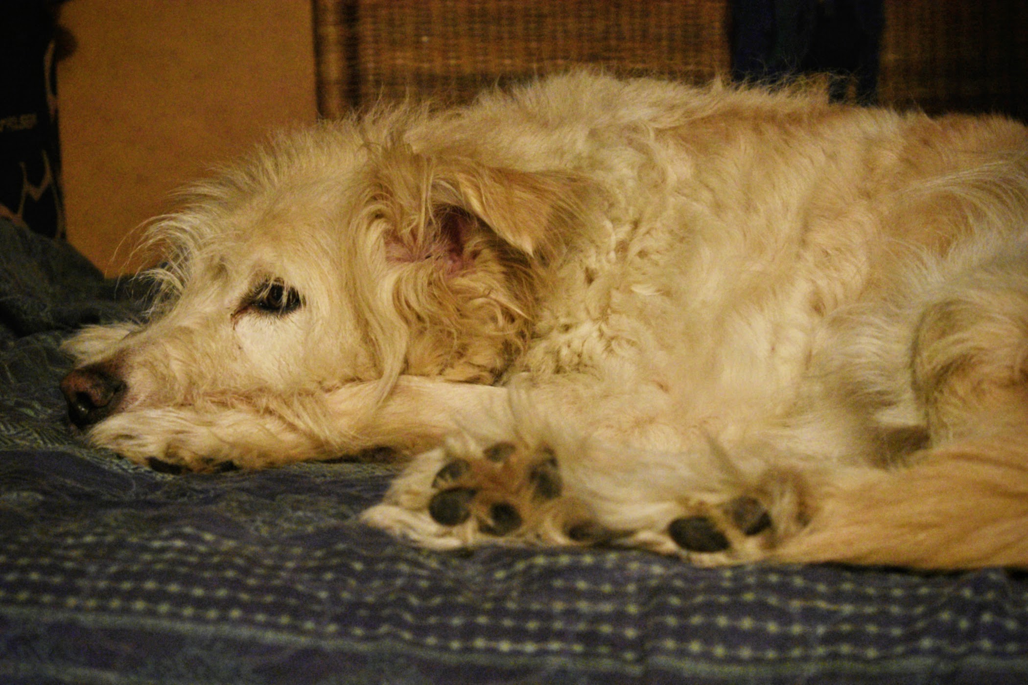 A Golden Furball Lounging - thetemenosjournal.com