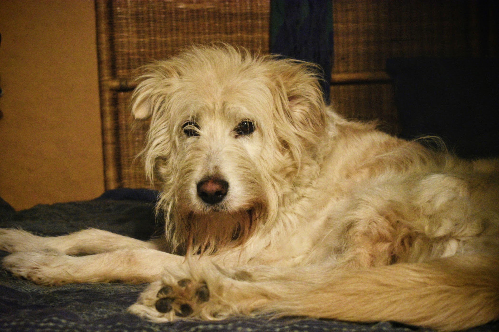 Golden Irish Lake Retriever - thetemenosjournal.com