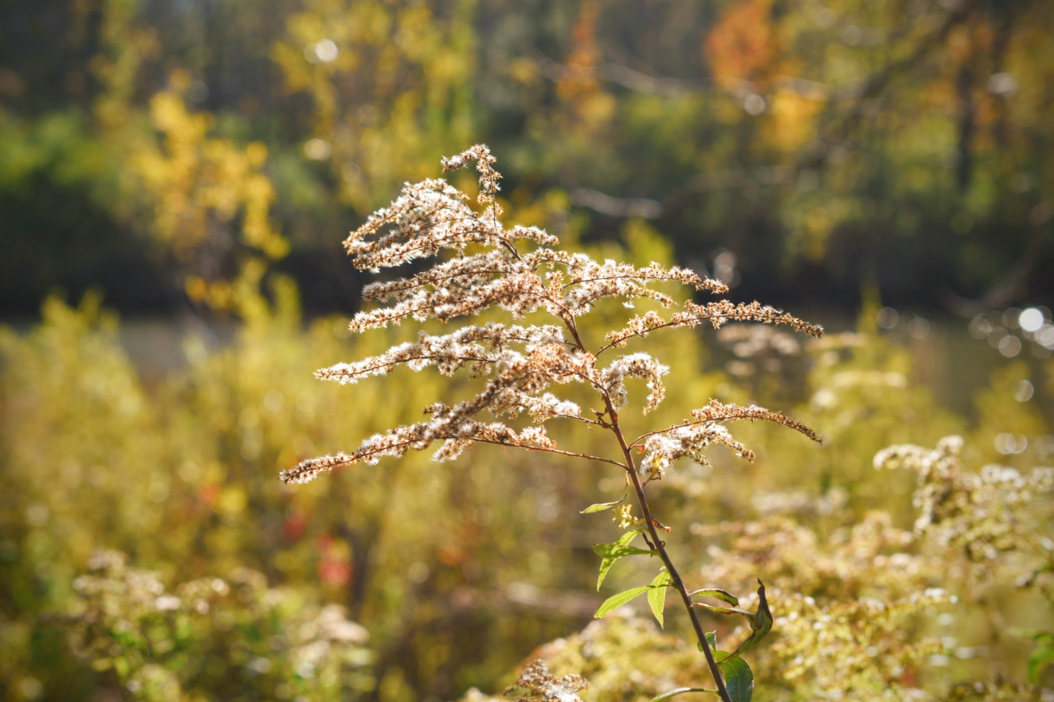 Goldenrod October 2018 - thetemenosjournal.com
