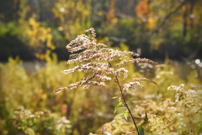 Goldenrod October 2018 - thetemenosjournal.com