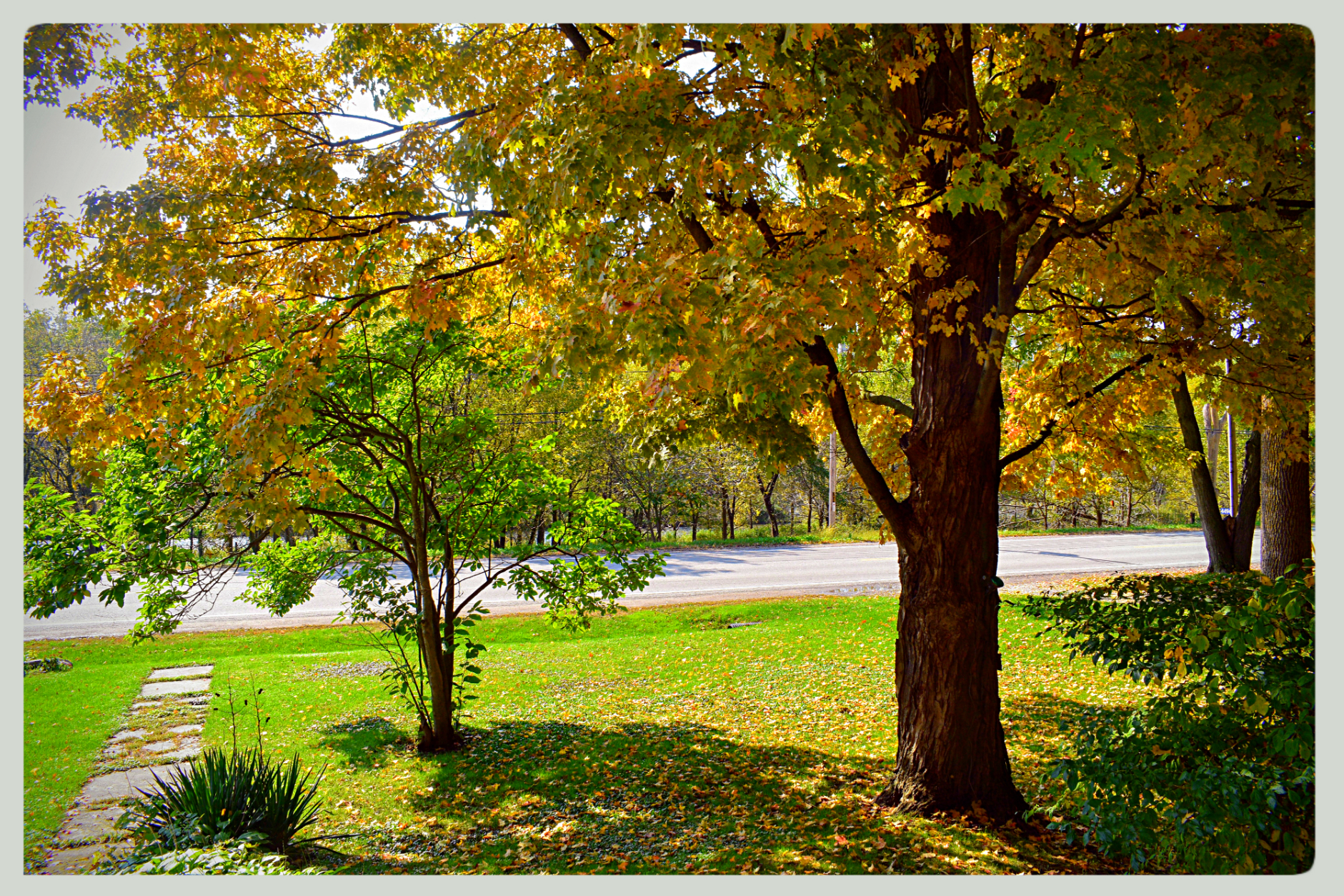 Maple Tree at Homestead in Dodge