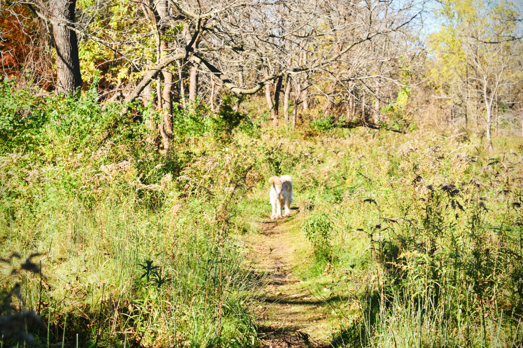 Irish On The Path October 2018 - thetemenosjournal.com