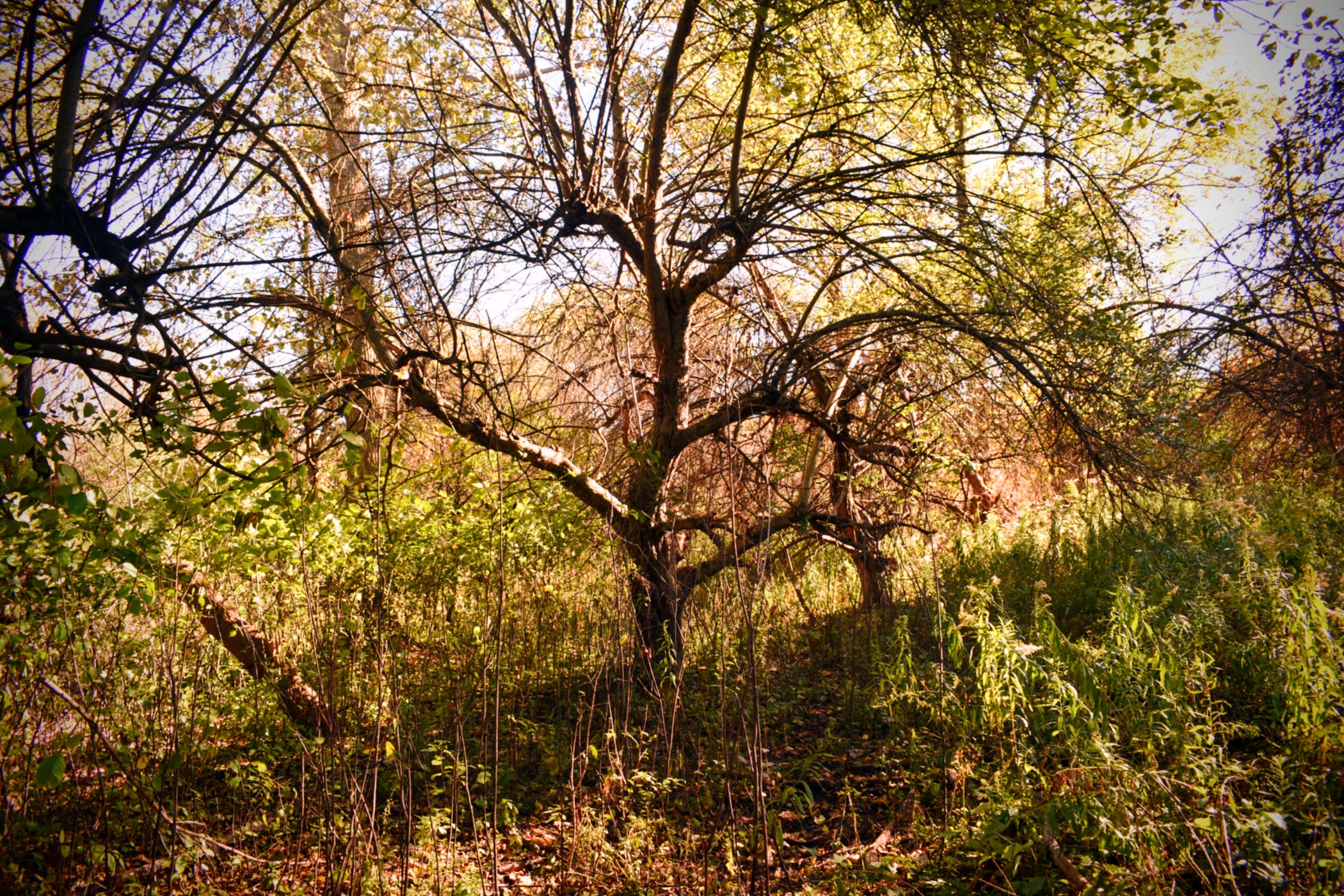 Old Apple Tree - thetemenosjournal.com