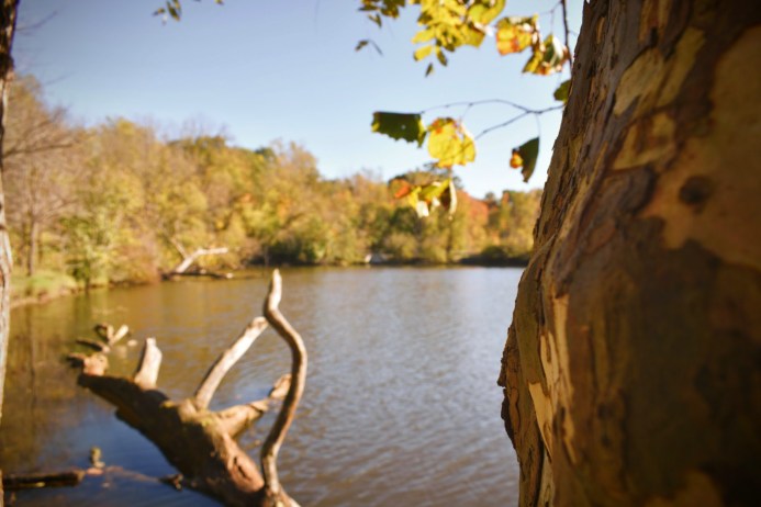 Sycamore At The East Coves Pond - thetemenosjournal.com