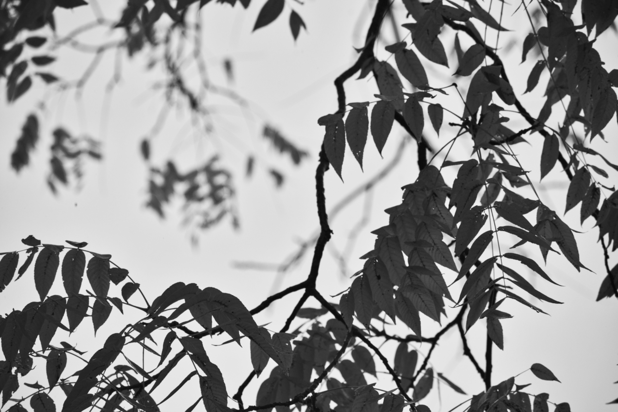 black walnut leaves in fall - thetemenosjournal.com