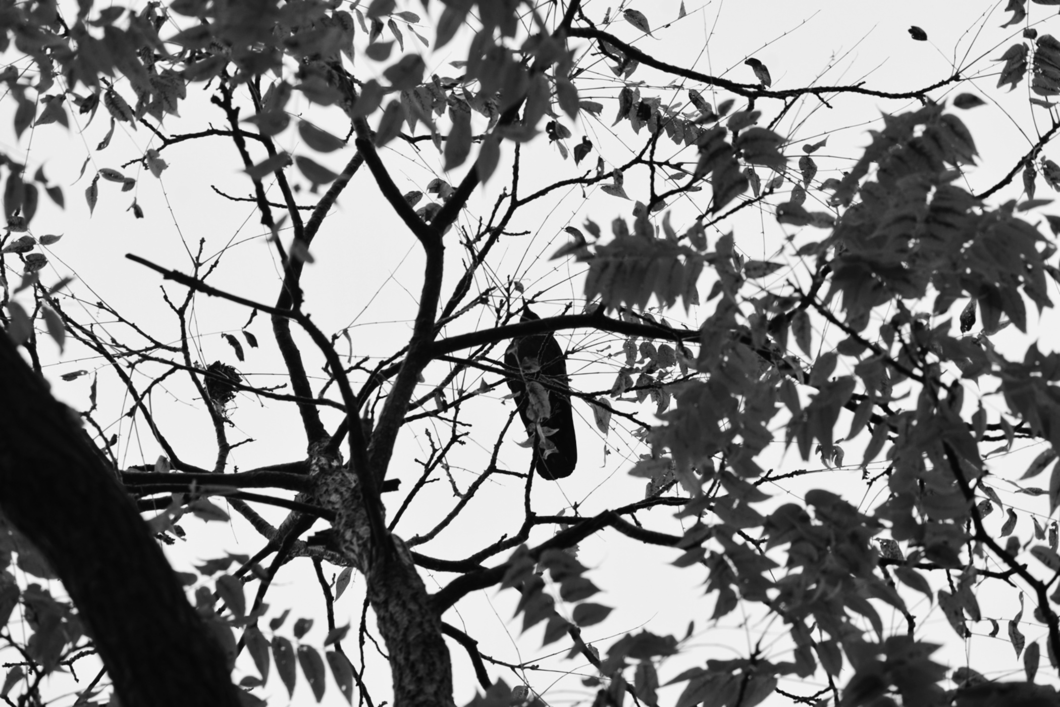 crow in the black walnut tree - thetemenosjournal.com