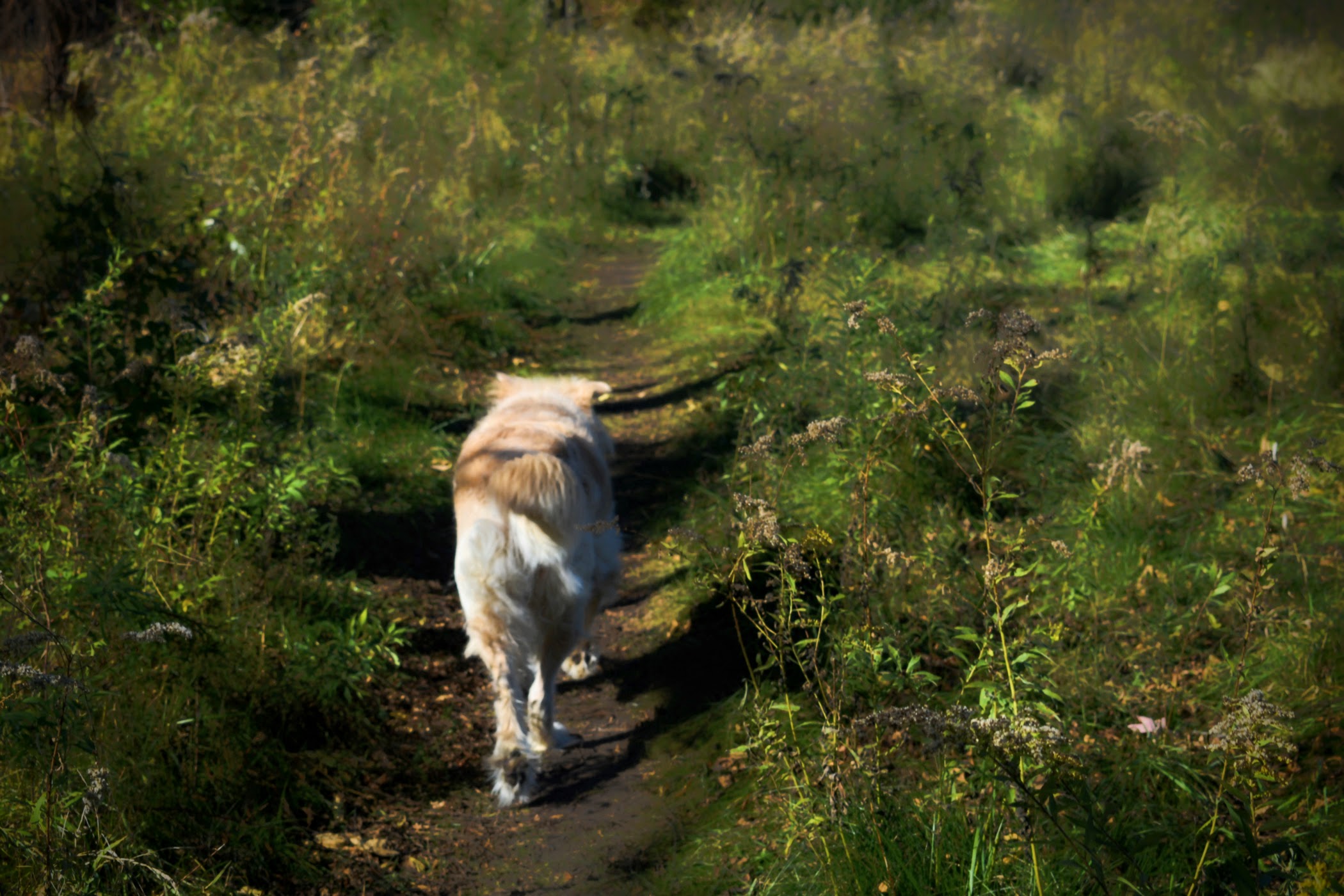 dog on a path - follow me - thetemenosjournal.com