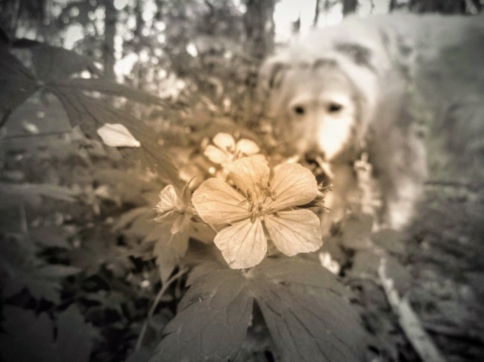 Irish in the woodland - thetemenosjournal.com