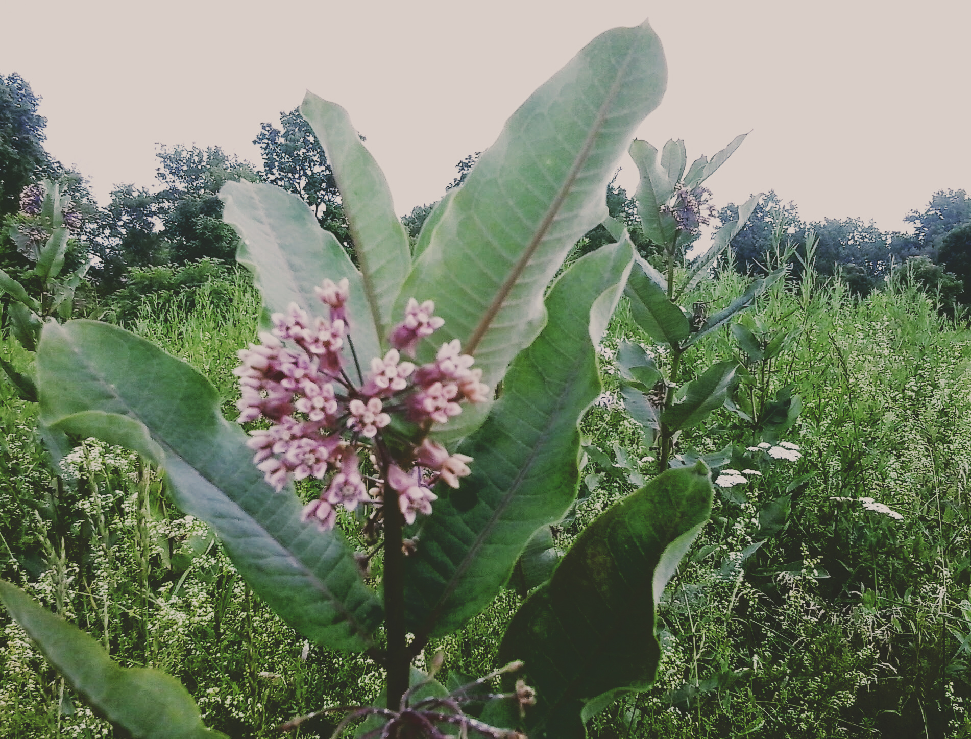 milkweed at euston meadow - thetemenosjournal.com