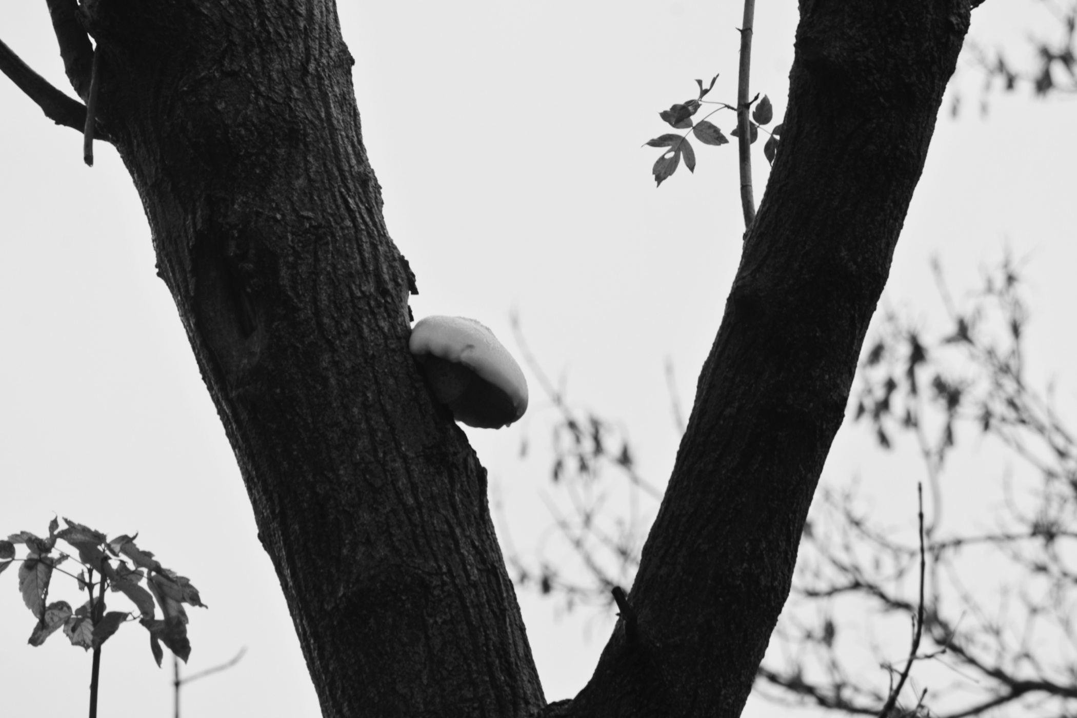 mushroom growing on a tree - the temenosjournal.com