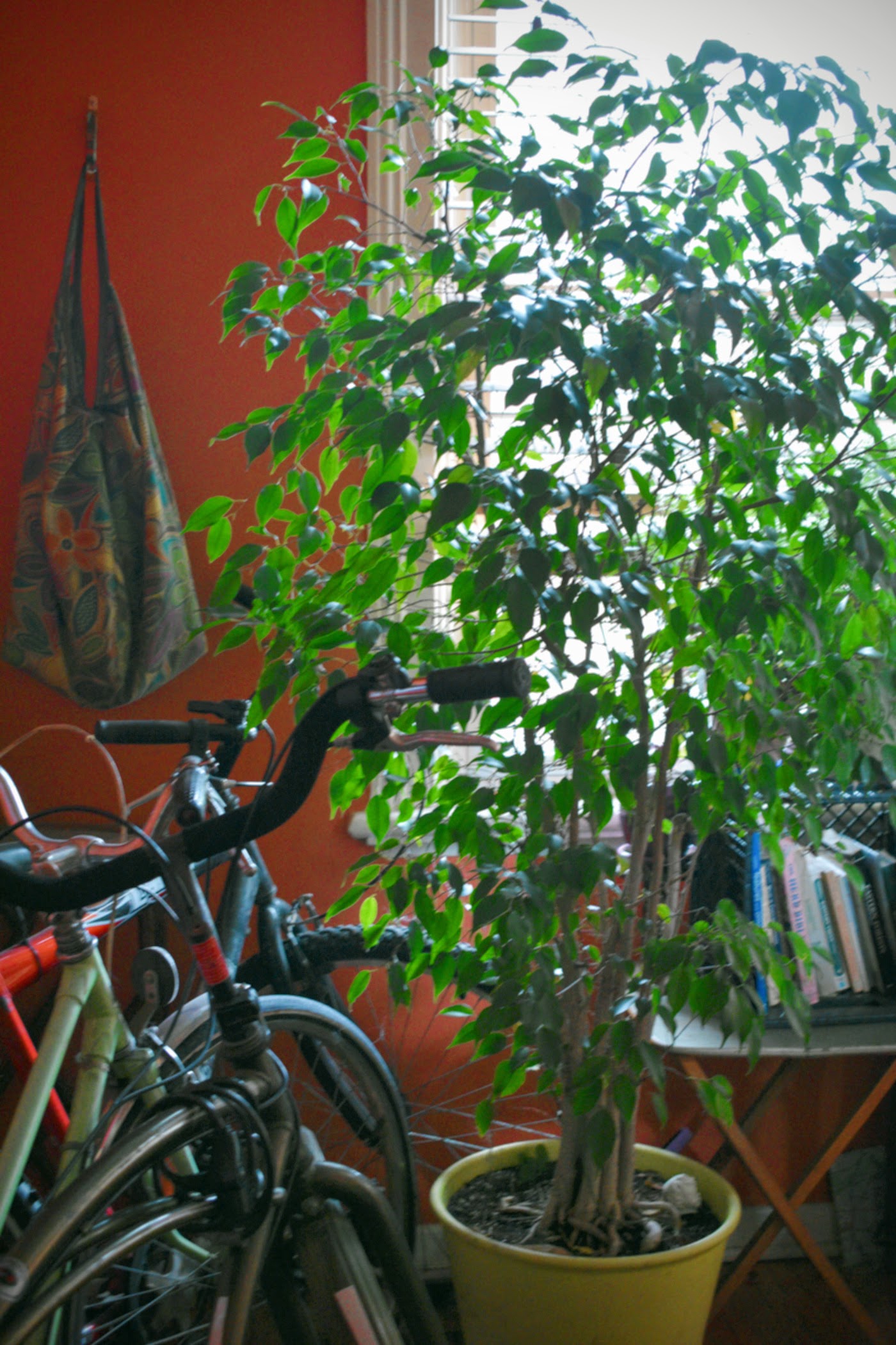 my bicycle collection with Fred the ficus - thetemenosjournal.com