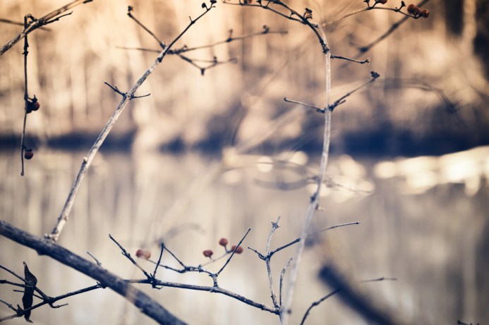 the coves - pond - thetemenosjournal.com