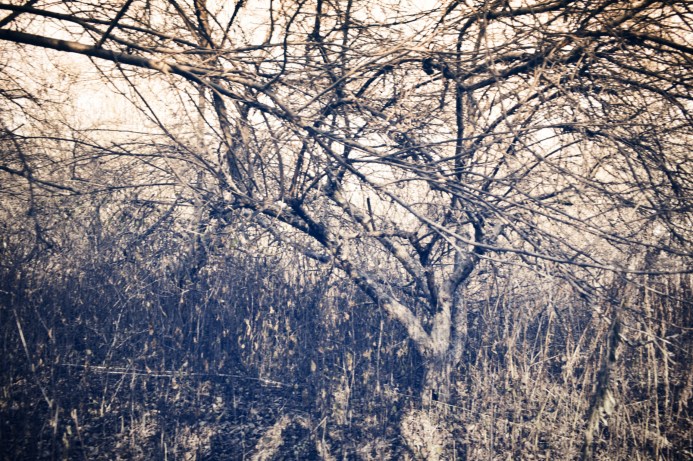 apple trees dancing - thetemenosjournal.com