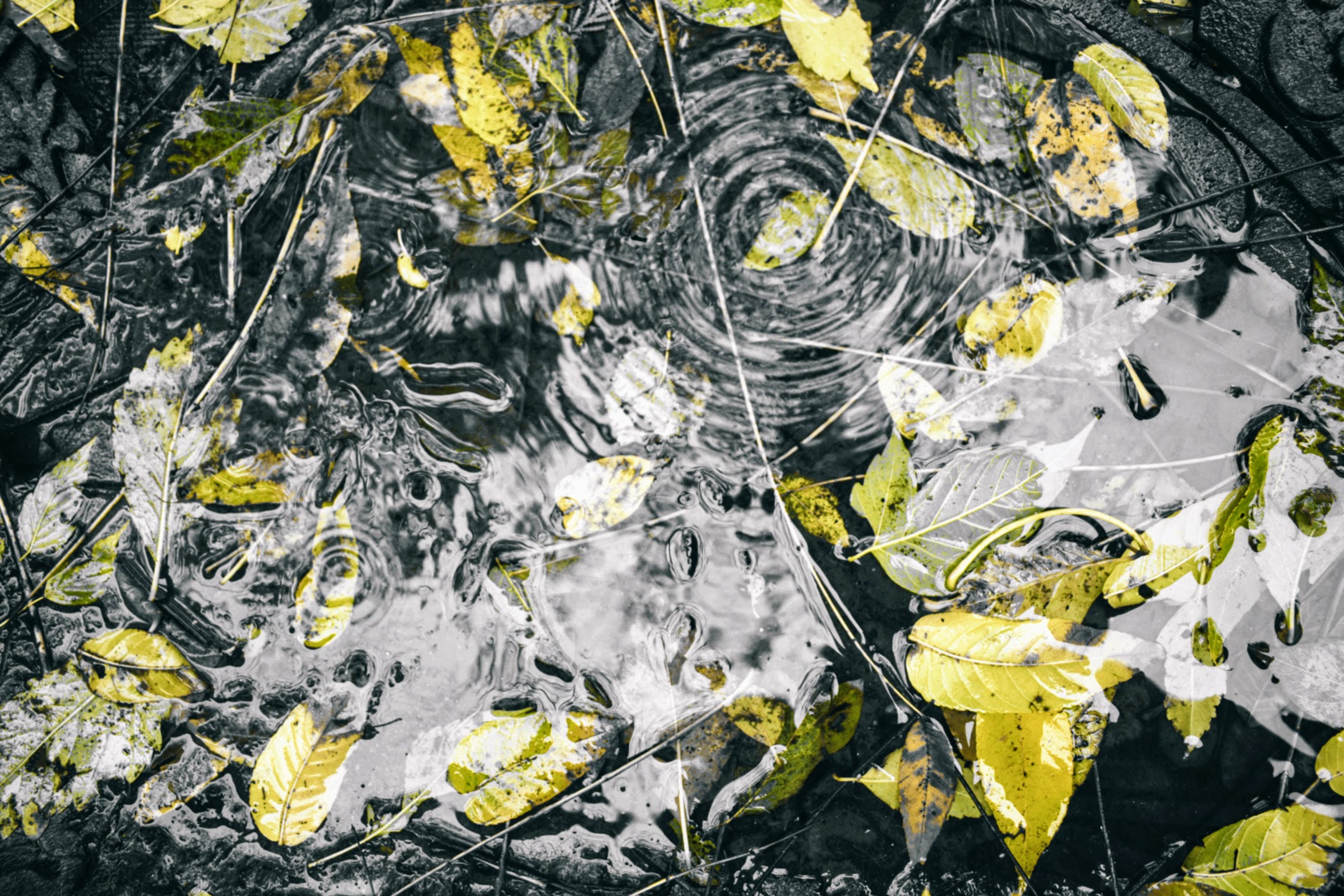 ripples in a puddle with leaves - thetemenosjournal.com