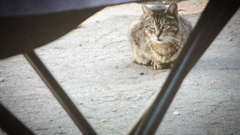 cat in the driveway waiting - thetemenosjournal.com