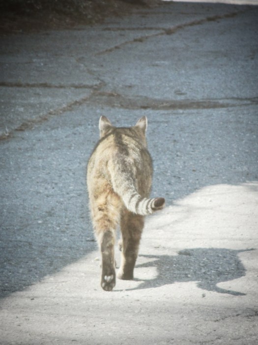 tabby cat walking away - thetemenosjournal.com 