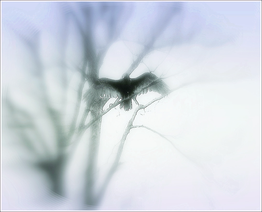 turkey vulture on back road - 2011