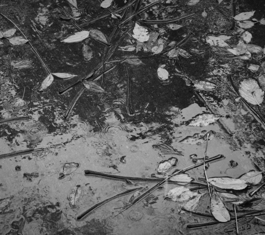 wet sidewalk and fall leaves in black and white
