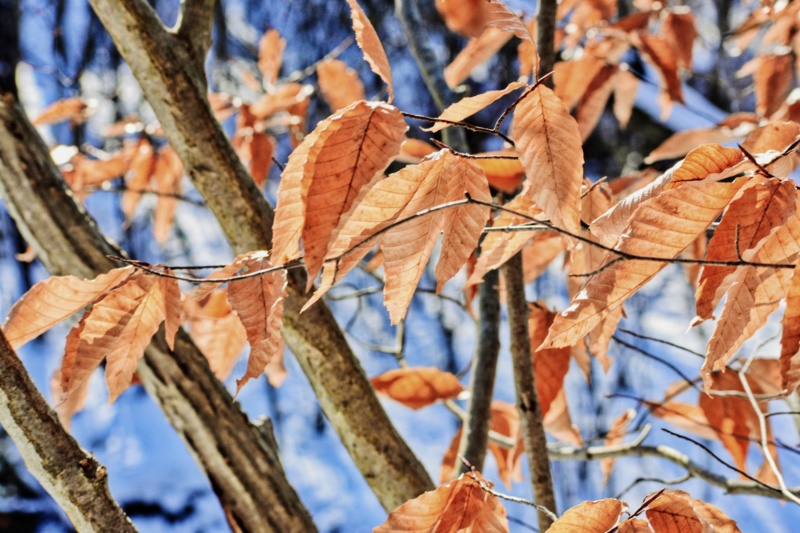 birch leaves in winter - thetemenosjournal.com