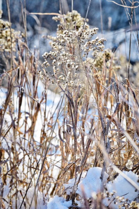 dried grasses in winter - thetemenosjournal.com