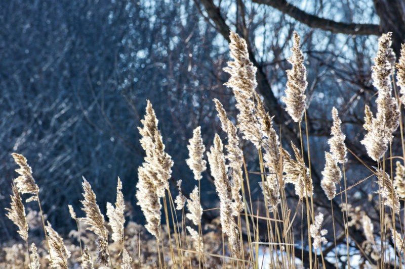 wild grass - thetemenosjournal.com