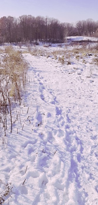 Euston Meadow - vertical panorama - thetemenosjournal.com