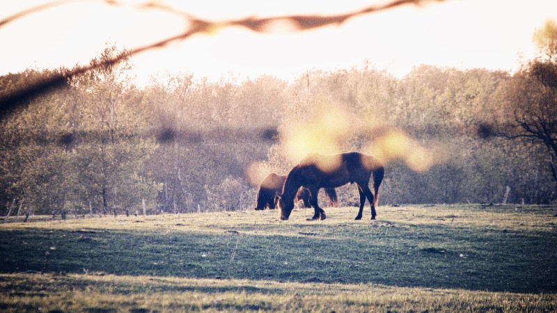 horses in a meadow in grey county ontario - thetemenosjournal.com