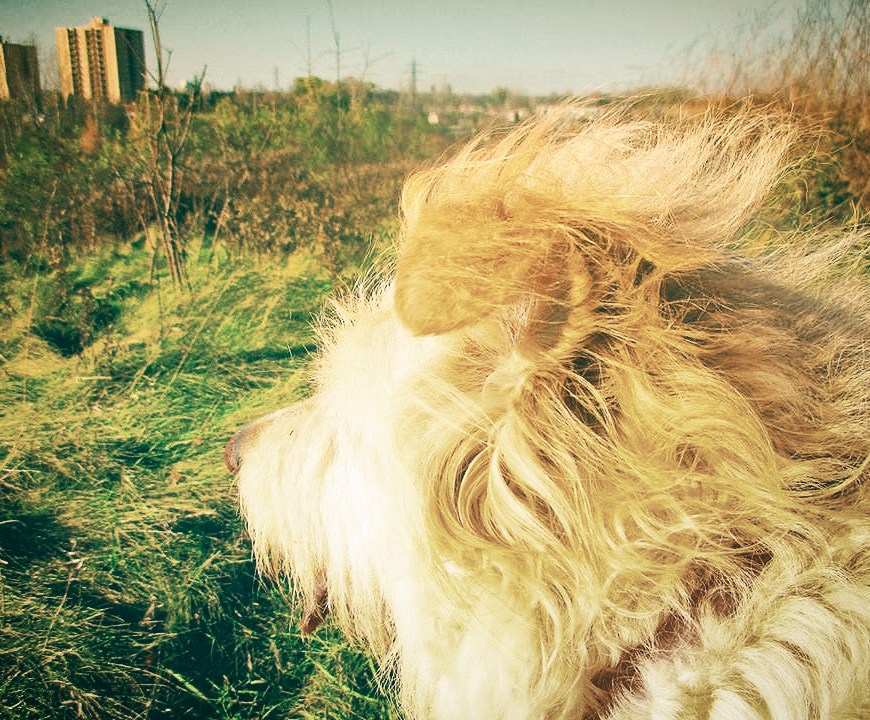 irish at westminster ponds - london, ontario, canada - thetemenosjournal.com