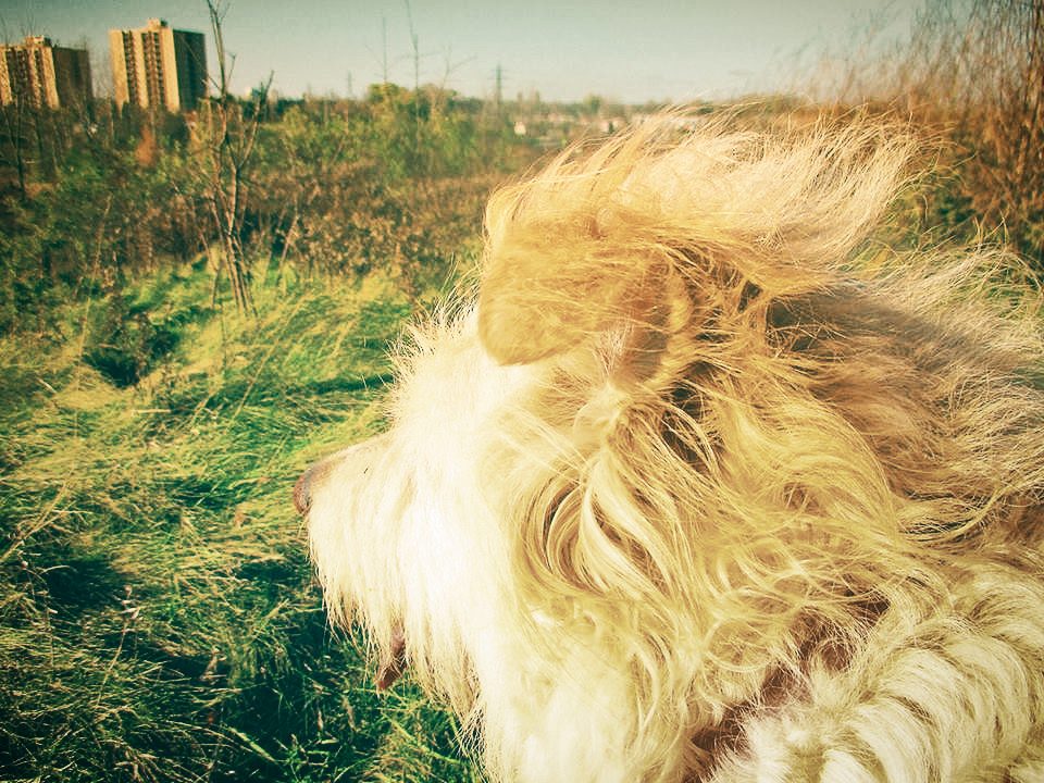 irish at westminster ponds - london, ontario, canada - thetemenosjournal.com