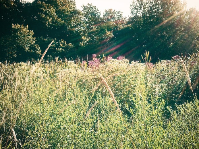 meadow wildflowers of summer - thetemenosjournal.com