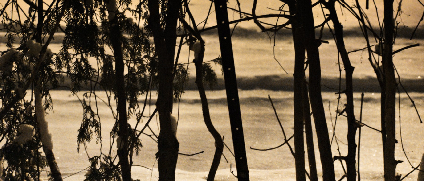 snow on cedars before dawn - thetemenosjournal.com