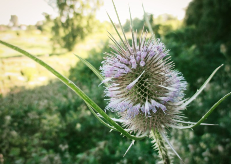 teasel at euston meadow - london, ontario, canada - thetemenosjournal.com