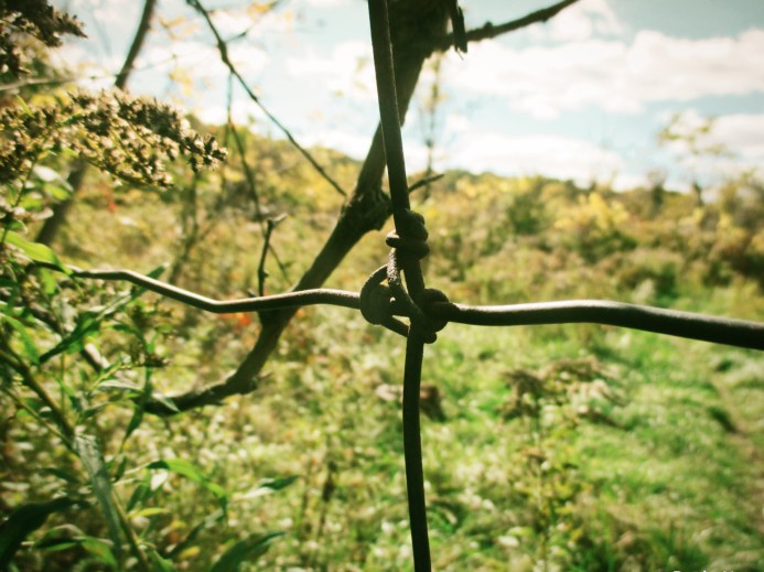 thru the fence at the orchard - thetemenosjournal.com