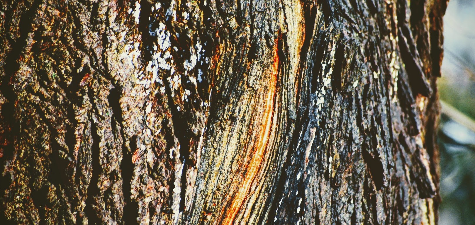 Thames Park - London, Ontario, Canada - thetemenosjournal.com