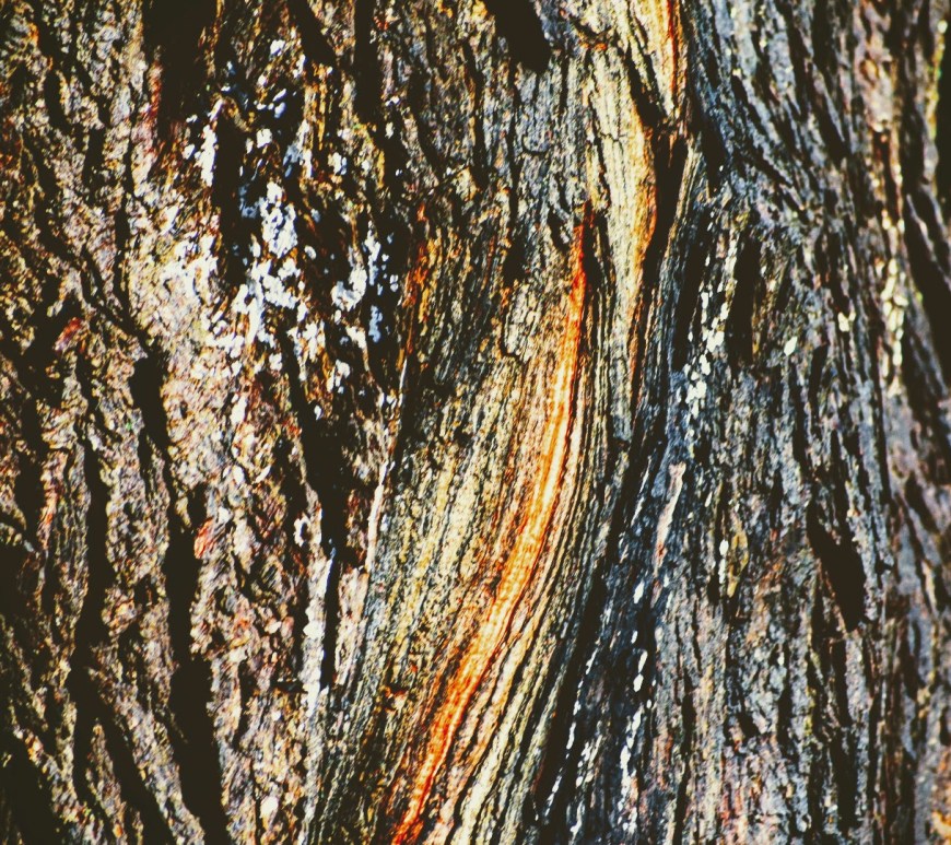 Thames Park - London, Ontario, Canada - thetemenosjournal.com