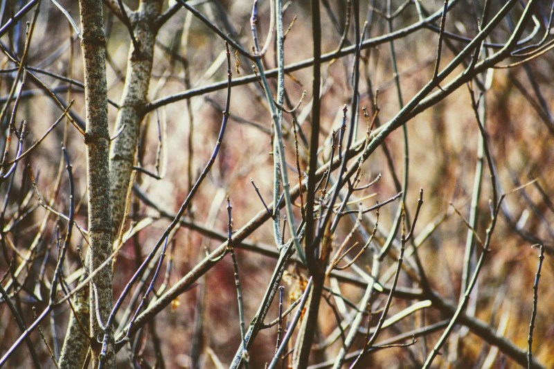 Thames Park - London, Ontario, Canada - thetemenosjournal.com
