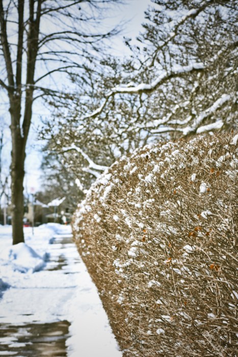 along the hedge - london, ontario, canada - thetemenosjournal.com