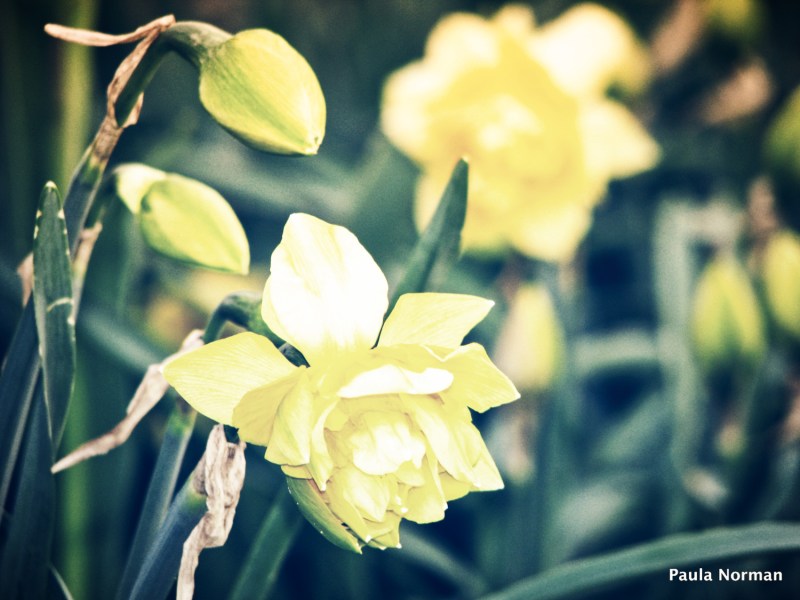 daffodils at the lake - grey county, ontario, canada - thetemenosjournal.com