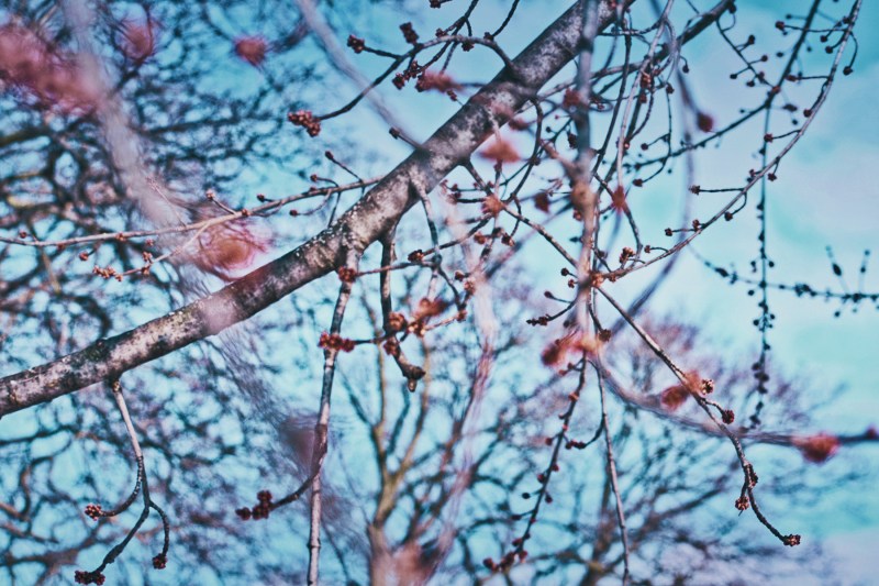 maple tree buds - End of February - London Ontario Canada - thetemenosjournal.com