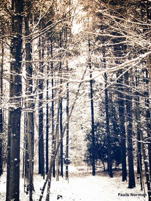 snow on Pinetrees - Irish Lake, Grey County, Ontario, Canada - thetemenosjournal.com